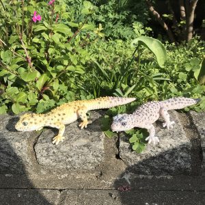 動物の置物| 黄色と灰色のトカゲの置物が石畳の上に二つ並んでいます。日光浴をしているようです。